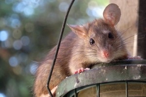 Rat Infestation, Pest Control in Morden Park, Morden, SM4. Call Now 020 8166 9746
