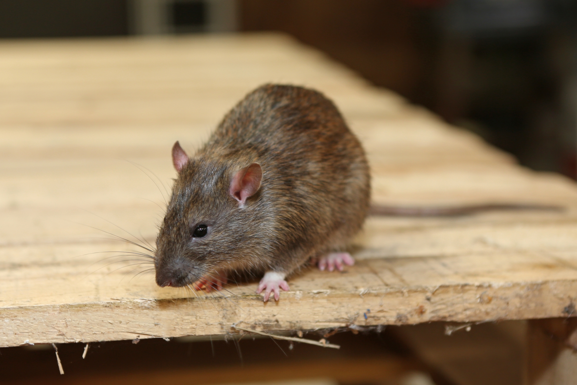 Rat extermination, Pest Control in Morden Park, Morden, SM4. Call Now 020 8166 9746