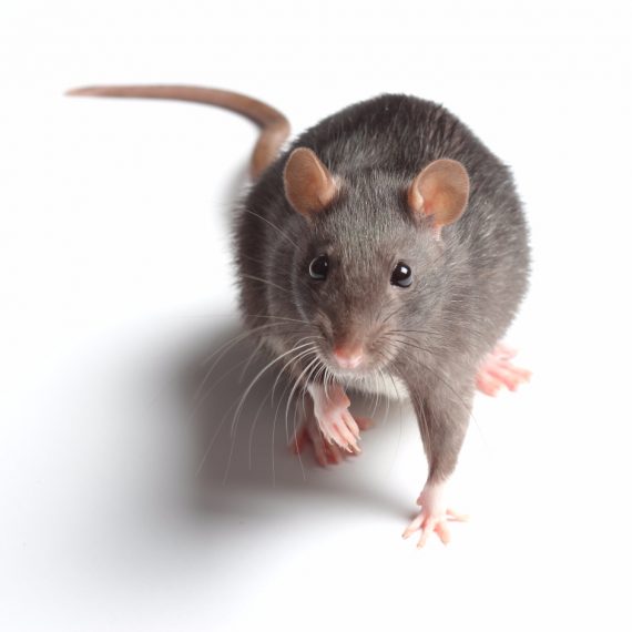 Rats, Pest Control in Morden Park, Morden, SM4. Call Now! 020 8166 9746