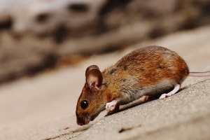 Mouse extermination, Pest Control in Morden Park, Morden, SM4. Call Now 020 8166 9746