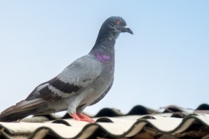Pigeon Pest, Pest Control in Morden Park, Morden, SM4. Call Now 020 8166 9746