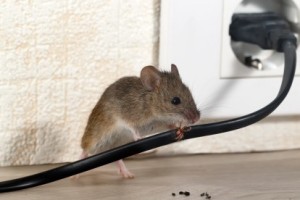 Mice Control, Pest Control in Morden Park, Morden, SM4. Call Now 020 8166 9746