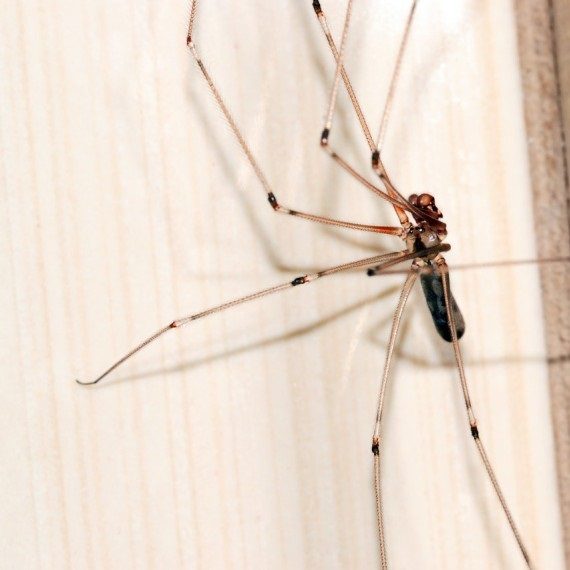Spiders, Pest Control in Morden Park, Morden, SM4. Call Now! 020 8166 9746