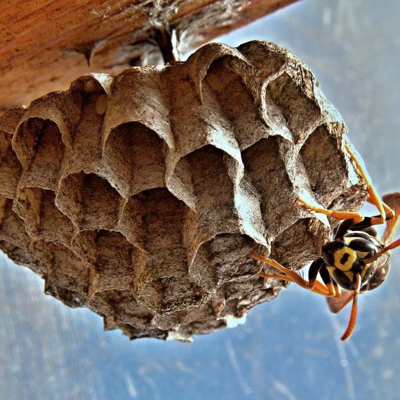Wasps Nest, Pest Control in Morden Park, Morden, SM4. Call Now! 020 8166 9746